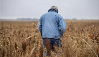 ¿Y la salud mental en el campo? Lo que revela un estudio y la solución que encontraron para prevenir suicidios