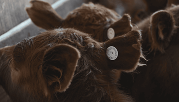 El nuevo sistema que seguirá a cada animal desde el campo hasta la góndola: arrancará de forma obligatoria con los terneros y las terneras nacidos en 2026