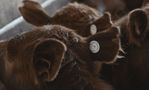 El nuevo sistema que seguirá a cada animal desde el campo hasta la góndola: arrancará de forma obligatoria con los terneros y las terneras nacidos en 2026