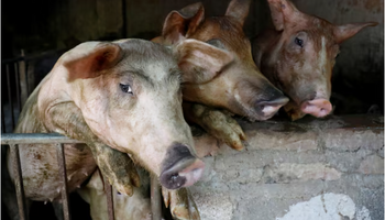 El país clave para el agro argentino que sufre un importante brote de peste porcina africana