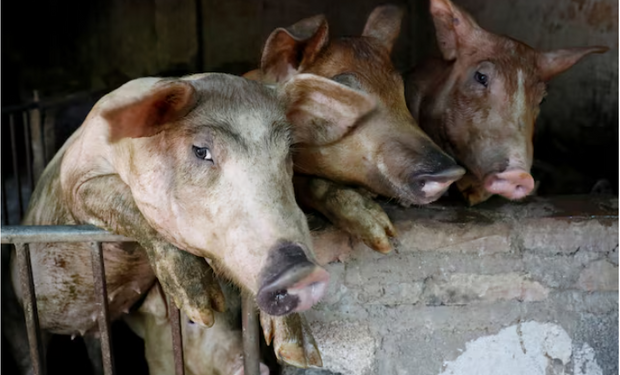 El país clave para el agro argentino que sufre un importante brote de peste porcina africana