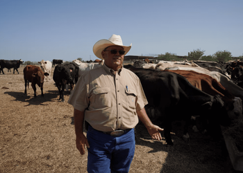 El punto de inflexión que vive la ganadería estadounidense luego de que el stock ganadero alcance un mínimo desde 1951