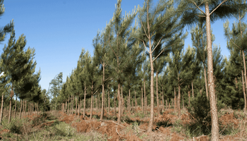 La forestación en Argentina superó 1,3 millones de hectáreas