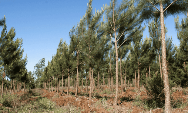 La forestación en Argentina superó 1,3 millones de hectáreas