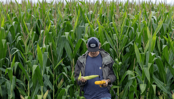 Alerta en Estados Unidos: ¿Por qué se mueren las plantas de maíz?