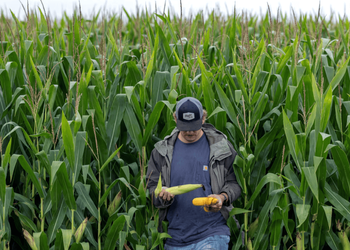 Alerta en Estados Unidos: ¿Por qué se mueren las plantas de maíz?