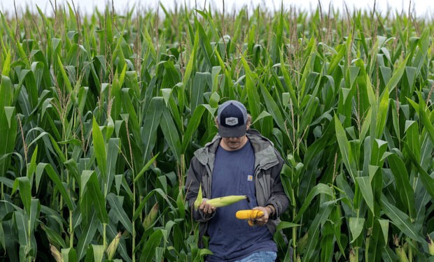 Alerta en Estados Unidos: ¿Por qué se mueren las plantas de maíz?