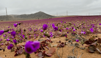 La flor del desierto que podría cambiar la agricultura: la “pata de guanaco” y su secreto para resistir la sequía