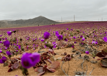 La flor del desierto que podría cambiar la agricultura: la “pata de guanaco” y su secreto para resistir la sequía