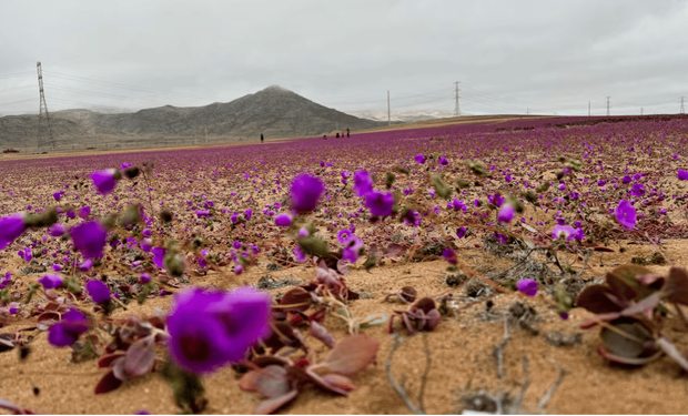 La flor del desierto que podría cambiar la agricultura: la “pata de guanaco” y su secreto para resistir la sequía