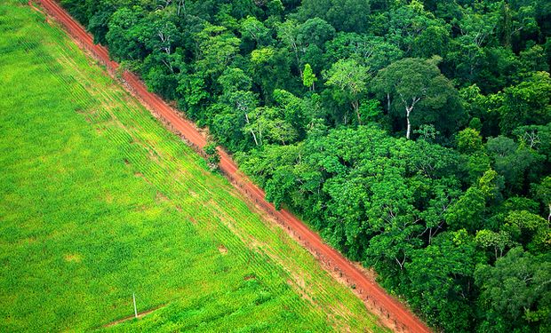 A FAO estima que 420 milhões de hectares de floresta foram devastados no mundo entre 1990 e 2020. (foto - ilustrativa)