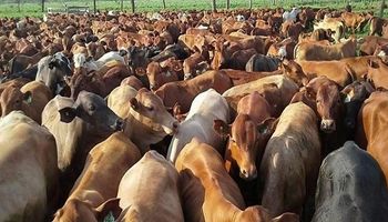 En medio de la sequía, el Gobierno destaca que hay producción récord de carne