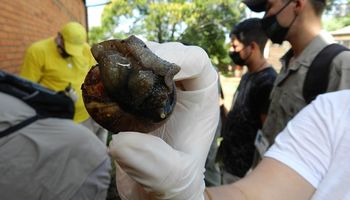 Encuentran en Misiones 40 ejemplares del peligroso caracol gigante africano: cómo identificarlos