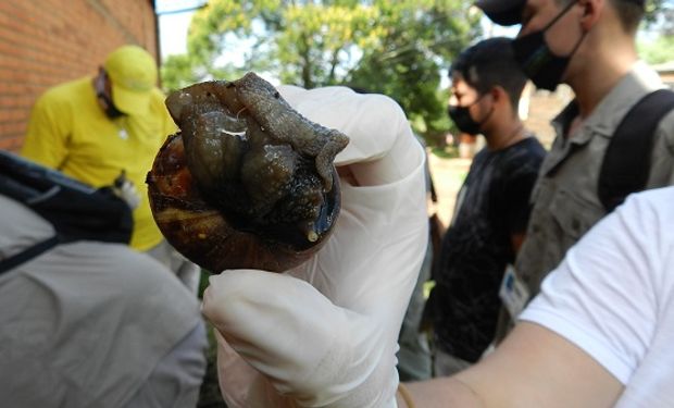 Encuentran en Misiones 40 ejemplares del peligroso caracol gigante africano: cómo identificarlos