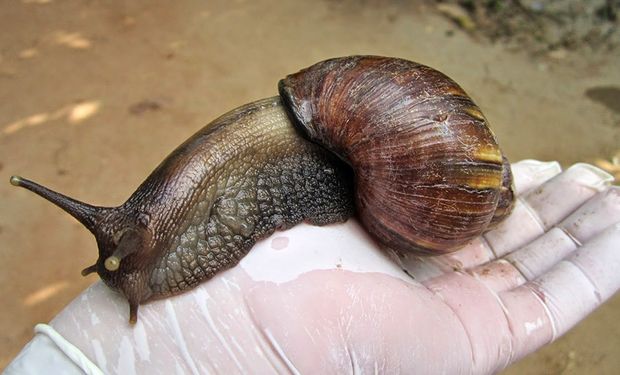 Cómo identificar un caracol gigante africano, capaz de matar animales y hasta personas