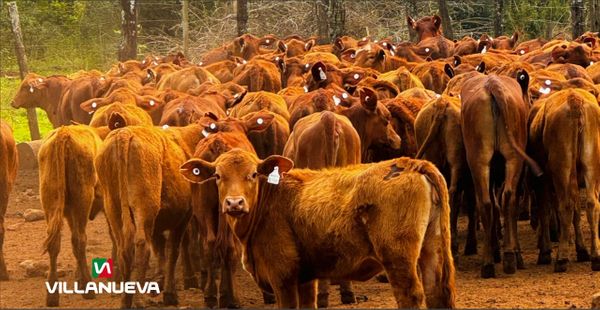 caravanas electronicas argentina