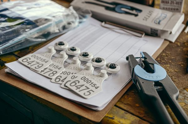 caravanas electronicas ganaderia argentina