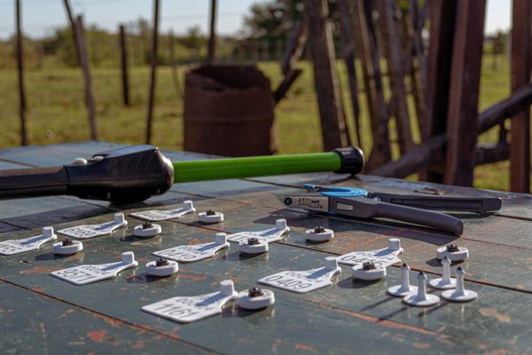 caravanas electronicas allflex villanueva