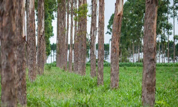 Programa Carbono + Verde visa conferir credibilidade e transparência à produção primária agropecuária de baixa emissão de carbono. (foto -CNA/Senar)