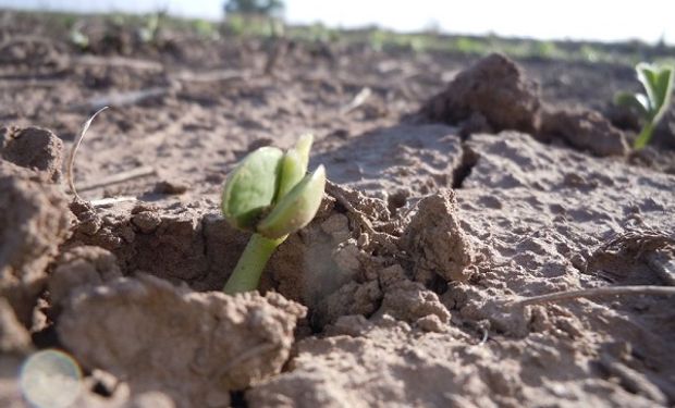 El 60 por ciento de carbono del mundo se encuentra en diez países