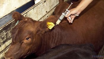 Buenos Aires: finaliza la vacunación contra el carbunclo y desde enero no se permitirá el movimiento de animales
