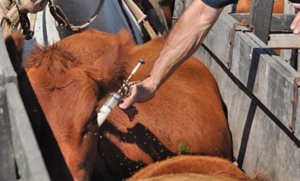 Carbunclo sin control: radiografía de una enfermedad que los animales transmiten a los seres humanos