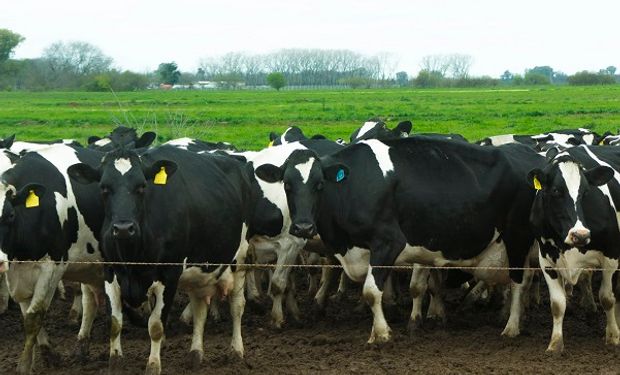 Detectan un caso de carbunclo en La Pampa