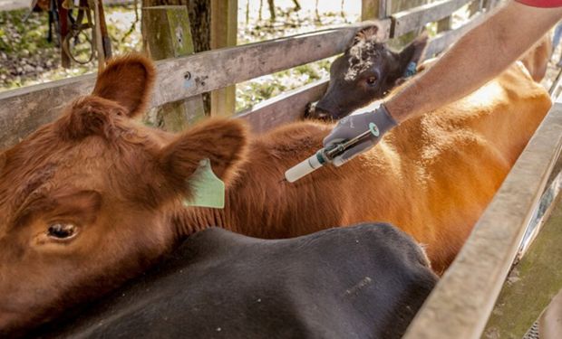 Buenos Aires lanza la campaña de vacunación contra el carbunclo bacteriano