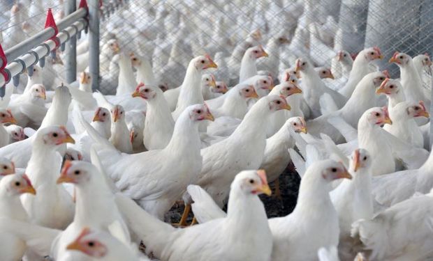 Cadeia integrada entre agroindústria e produtores rurais é diferencial. (foto - Embrapa)