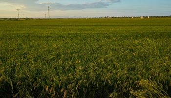 Un campo de 200 hectáreas paga al año casi $18 millones de impuestos provinciales en Buenos Aires vs. $1,2 millones en Santa Fe y $1,3 millones en Córdoba