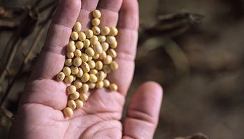 Los recortes productivos impulsaron al precio de la soja al alza