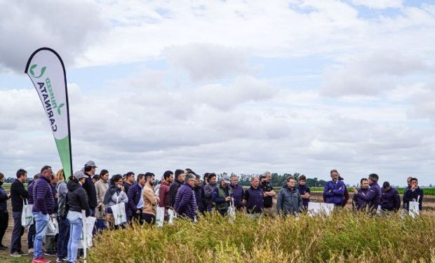 La Carinata gana terreno: un cultivo de cobertura rentable con ventajas ambientales