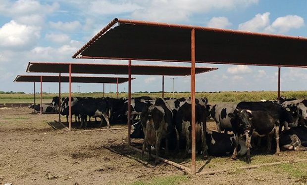 Alerta por altas temperaturas y estrés por calor en bovinos