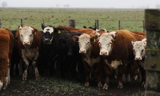 Carne: grave advertencia de frigoríficos argentinos por la baja del precio internacional