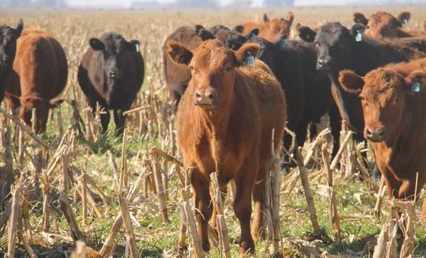 ¿Cambia la tendencia para la hacienda? Los precios se recuperan y ya se ven subas para la carne en el mostrador