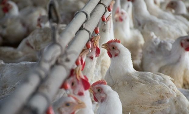 Trabajadores avícolas lograron un aumento salarial del 7 %