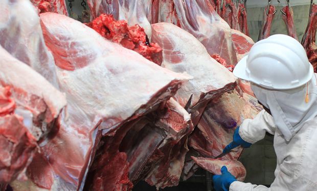 No mercado interno, nesta quarta-feira (dia 3), preços de todas as categorias, em São Paulo, caíram R$5,00/@ na comparação diária. (foto - CNA/Senar)