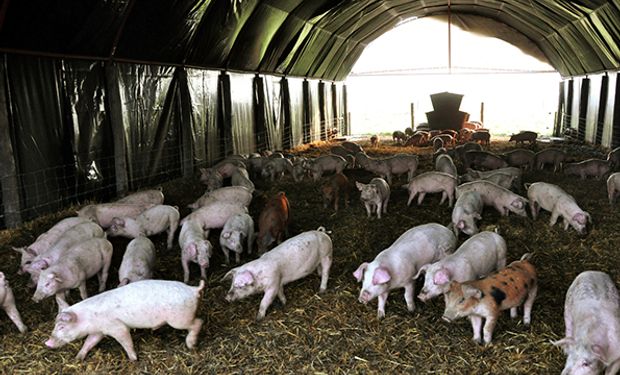 Día de la Porcicultura: por qué se celebra hoy