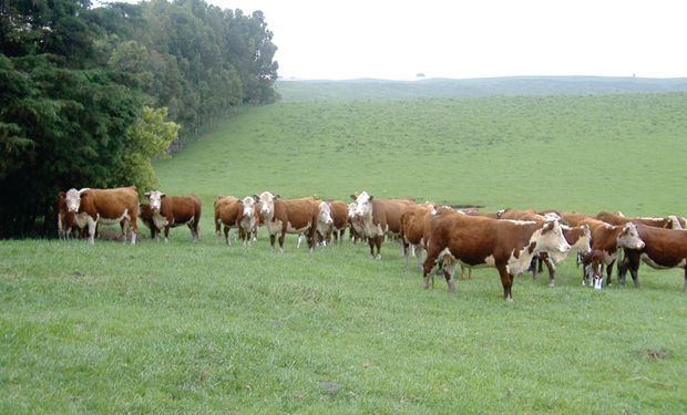 Até o início de agosto, pouco mais de 70 mil, das 390 mil declarações esperadas, já haviam sido entregues. (Foto - Embrapa/Danilo Sant'Anna)