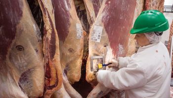 Señal de alerta: habrá menos carne para las elecciones y podría haber un importante aumento de precios