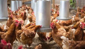 Com preço em queda, frango fica mais atrativo ao consumidor