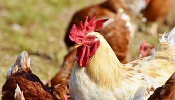 Carne de frango tem preços distintos durante o mês de março, diz Cepea