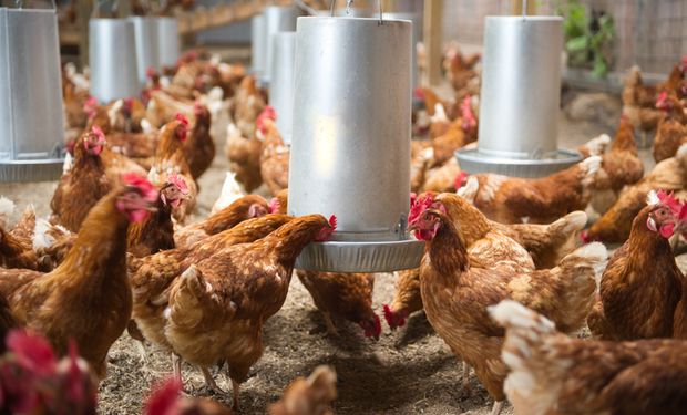 Catar, país sede dos jogos, registrou o maior crescimento nas exportações de aves, de 66,7%,. (foto - Getty Images)