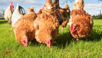 Apesar do clima, exportações de frango mantém alta em novembro