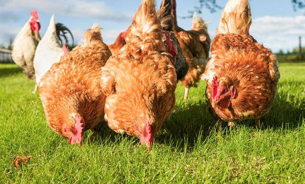 Diferença mensal entre os valores do frango inteiro resfriado e da carcaça casada bovina diminuiu 5,1%. (Foto: Getty Images)