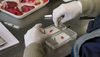 Dos jóvenes apustan a impulsar la "carne" de laboratorio con un residuo del biodiésel: ganaron un premio para escalar el proyecto