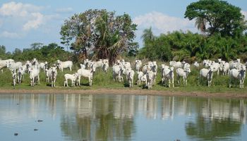Associação de Pecuária Orgânica dobra associados em 2022