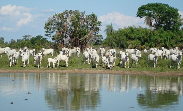 MS oferece descontos para pecuaristas que optem pela produção de proteína orgânica ou sustentável. (foto - ABPO)