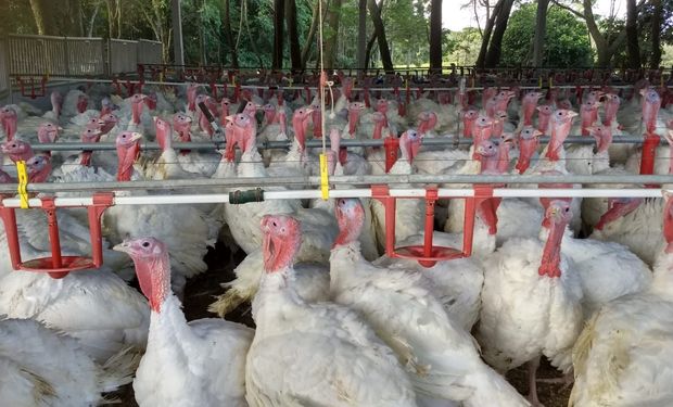 O Paraná é o terceiro maior produtor e exportador, com envio de 16.137 toneladas, o que rendeu US$ 43,293 milhões.