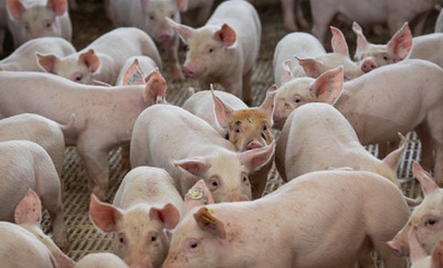 Setor suinícola adota cautela em elevar as cotações, por conta do baixo poder aquisitivo do consumidor final. (foto - Sistema CNA/Senar)